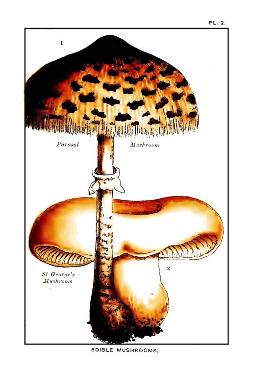 1894 Edible And Poisonous Mushrooms 158 Pages gallery