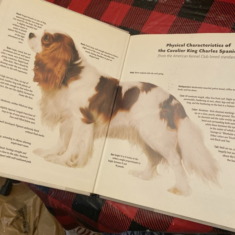 Cavalier King Charles Spaniel by Cunliffe, Juliette Kennel Club Guide Hard Cover gallery
