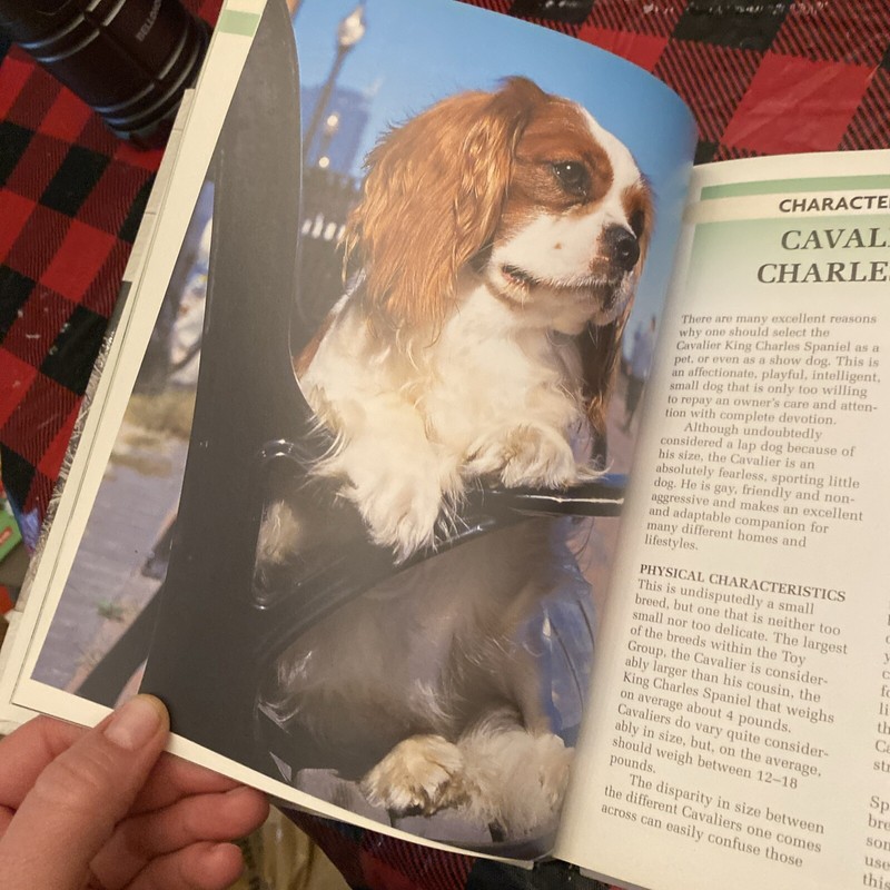Cavalier King Charles Spaniel by Cunliffe, Juliette Kennel Club Guide Hard Cover gallery