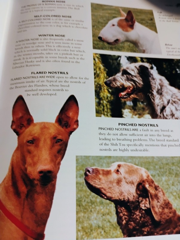 ENCYCLOPEDIA OF DOG BREEDS, JULIETTE CUNLIFFE, 2001 HC VG gallery