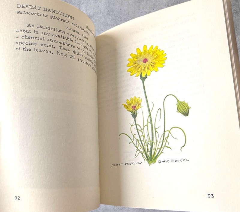 Mockels Desert Flower Notebook Henry Beverly Mockel Paperback 1971 gallery