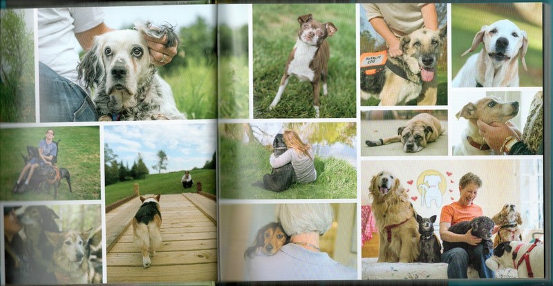 UNCONDITIONAL: Older Dogs, Deeper Love by Jane Sobel Klonsky, 2016, 208 pages gallery
