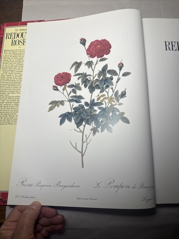 P. J. Redoute Redoute's Roses 167 Full Page Paintings 1990 gallery